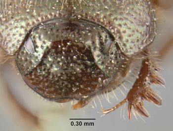 Media type: image;   Entomology 34130 Aspect: head frontal view